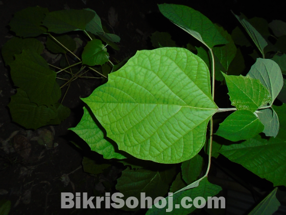 মডেল : Sony Cyber-shot DSC-W800